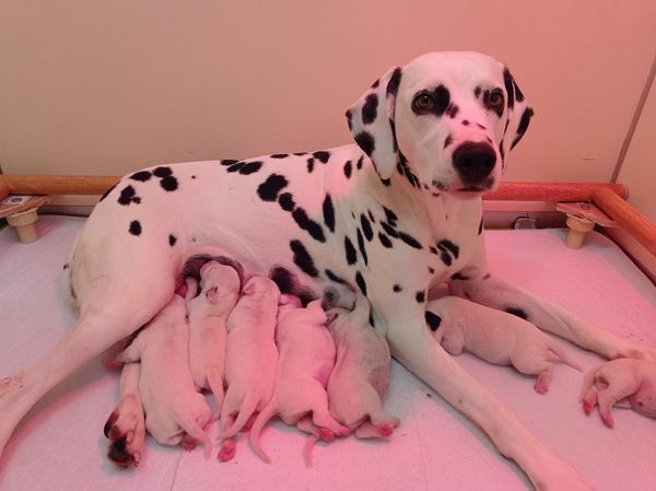 Maaike's Choice - Chiots disponibles - Dalmatien