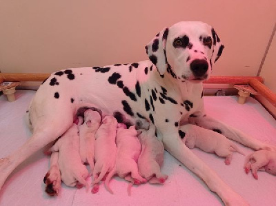 CHIOT 3