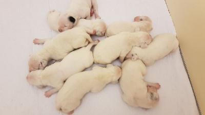 CHIOT